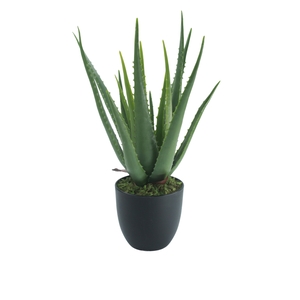 Dekordom Cvet u saksiji - aloe vera - n60