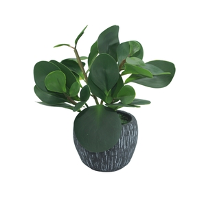 Dekordom Cvet u saksiji - peperomia hx0680 - n38