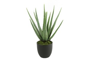 Dekordom Cvet u saksiji aloe 49cm 768198 - green - dcs