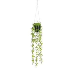 Dekordom Cvet u saksiji eucalyptus 54cm 1083464 - green - edl