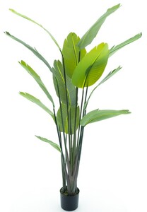 Dekordom Drvo u saksiji strelitzia palm 187cm 52052-1 - nnt