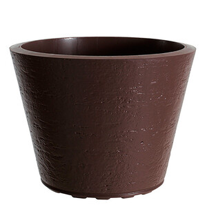 Saksija Di Martino Tirso, 19 lit, čokoladno smeđa