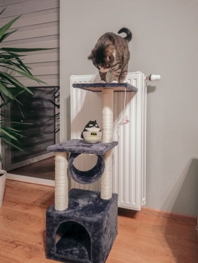 Petsi Češko za mačke kućica i drvo