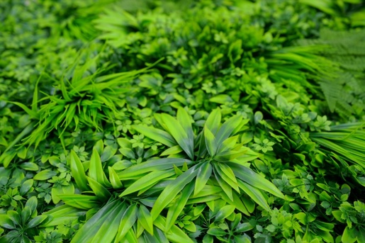 Bolzz ZELENI ZID 3D AMAZON 1 100X100 CM BOLZZIDAMA1