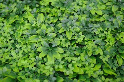 Bolzz ZELENI ZID 3D NATURE 50X50 CM BOLZZIDNATURE