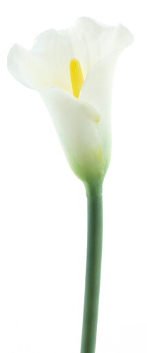 Dekordom Cvet calla 74cm 96064-0 - white - nnt