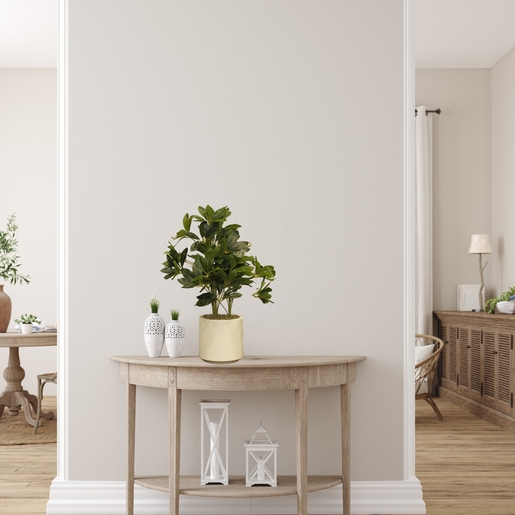 Dekordom Cvet u saksiji schefflera - n58