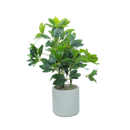 Dekordom Cvet u saksiji schefflera - n58