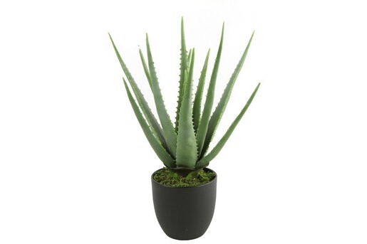 Dekordom Cvet u saksiji aloe 49cm 768198 - green - dcs
