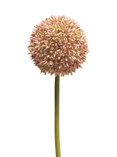 Dekordom Cvet allium 68cm 11649-7 - pink - nnt
