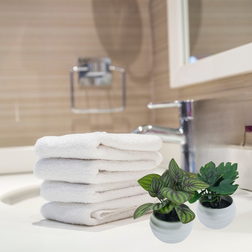 Dekordom Cvet u saksiji suculent fittonia - 10cm - n55