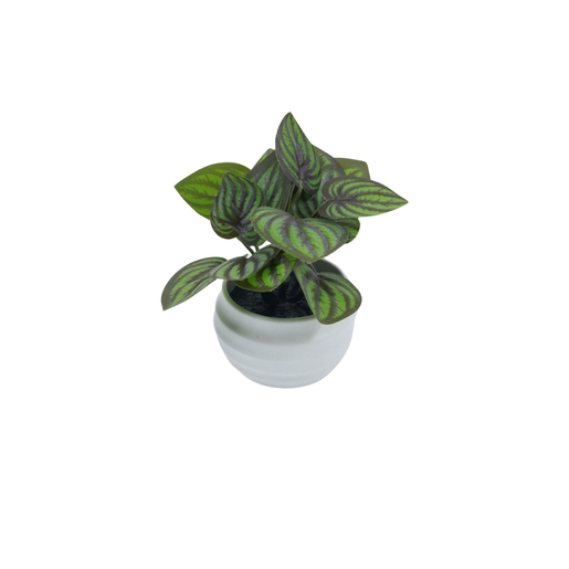 Dekordom Cvet u saksiji suculent fittonia - 10cm - n55