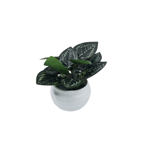 Dekordom Cvet u saksiji suculent fittonia - 10cm - n55