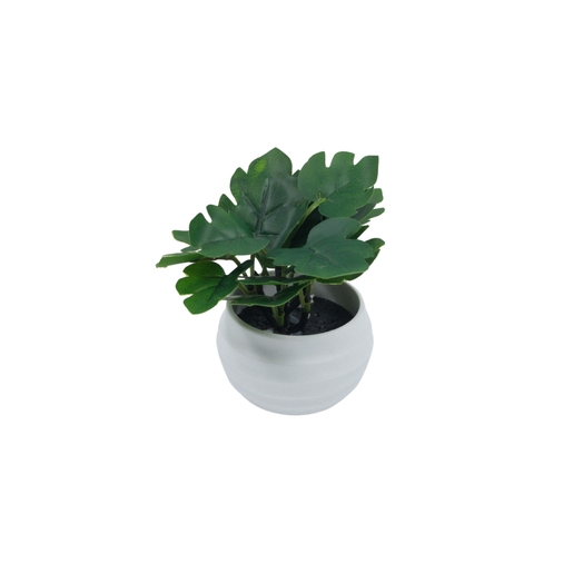 Dekordom Cvet u saksiji suculent fittonia - 10cm - n55