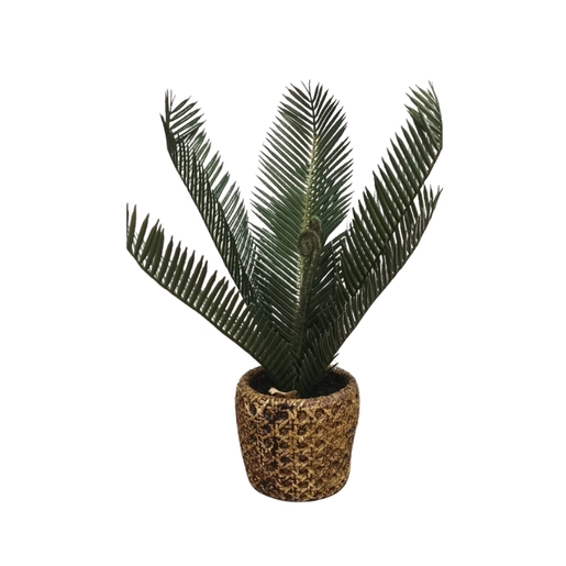 Dekordom Cvet u saksiji - cycas - n38