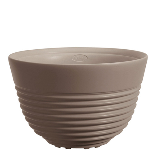 Saksija Di Martino Loira, 13 lit, golupčija siva