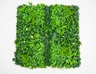Bolzz ZELENI ZID 3D TARA 3 100X100 CM BOLZZIDTAR3