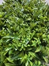 Bolzz ZELENI ZID 3D FLORA 40X60 CM BOLZZIDFLORA