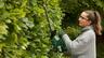 BOSCH EasyHedgeCut 18V-52 aku makaze za živu ogradu