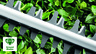 BOSCH AdvancedHedgeCut 36V-65-28 makaze za živu ogradu, akumulatorske