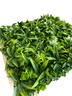 Bolzz Zeleni zid 3d garden 50x50 cm BolzzIDGARDEN