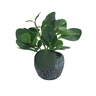 Dekordom Cvet u saksiji - peperomia hx0680 - n38