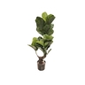 Dekordom Cvet u saksiji - ficus a1023 - n60
