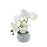 Dekordom Cvet orchid fh2637 - n13