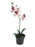 Dekordom Cvet u saksiji orchid 35cm 51345-7 - pink - nnt
