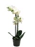 Dekordom Cvet u saksiji orchid 50cm 51344-0 - white - nnt
