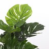 Dekordom Drvo monstera 100cm 1026437 - edl