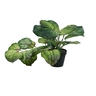 Dekordom Cvet u saksiji - monstera white zd-bybg30-pgj5 - 32cm - n55