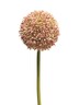Dekordom Cvet allium 68cm 11649-7 - pink - nnt