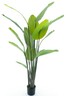 Dekordom Drvo u saksiji strelitzia palm 187cm 52052-1 - nnt