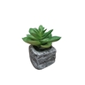 Dekordom Cvet u saksiji - succulent round 123 - n44